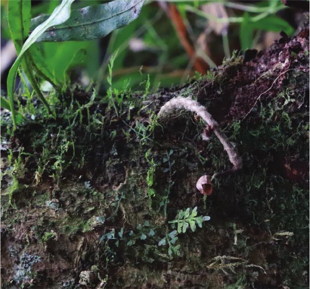 Zdjęcie dnia: najbrzydsza orchidea na świecie. Niezwykłe odkrycie badaczy 3