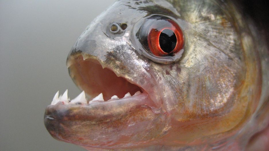 Pirania (zdjęcie ilustracyjne)