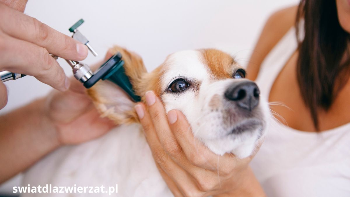 zapalenie ucha u psa