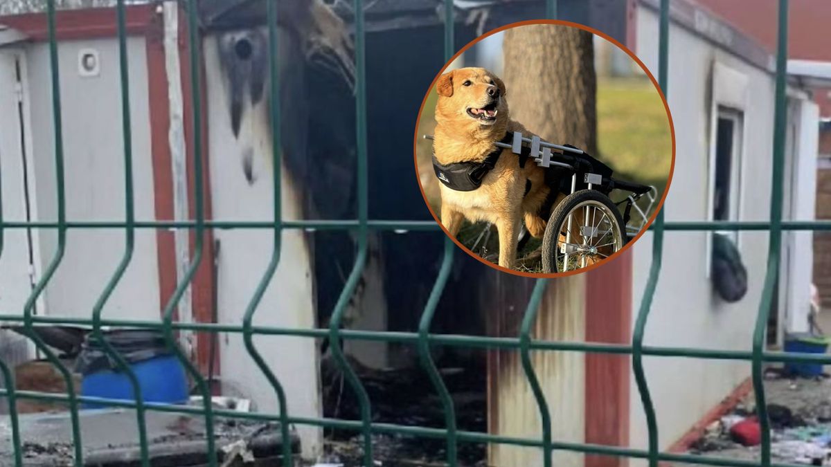 Pożar wybuchł w części schroniska przeznaczonej dla najstarszych