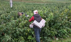 Zapraszają na samozbiory malin. Ostatnie w tym sezonie. "Cena przyjazna"