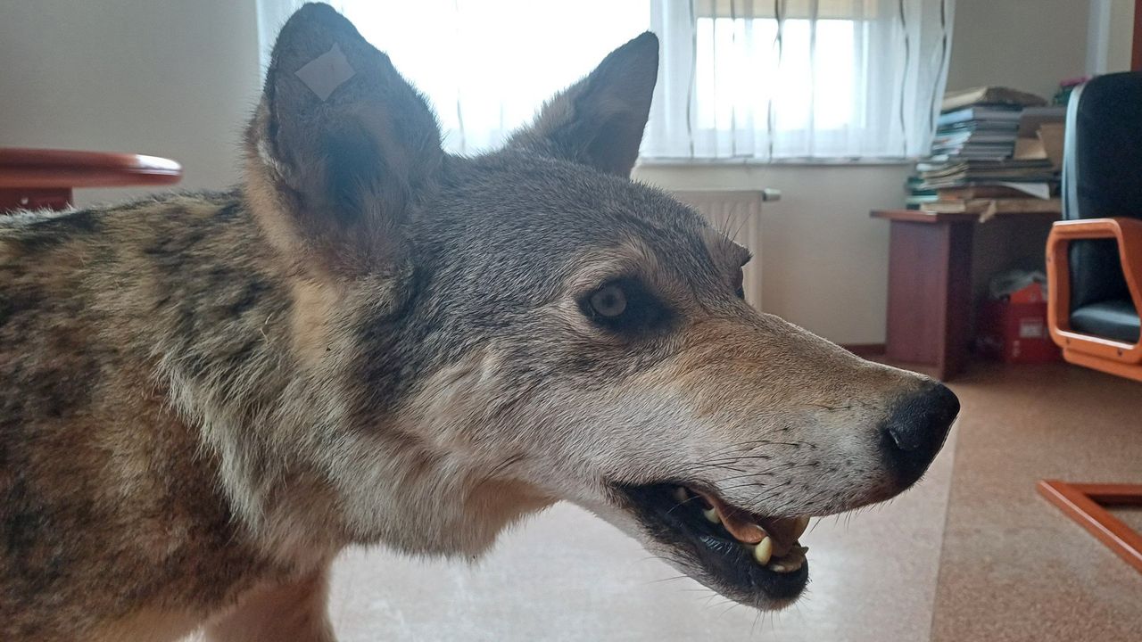 Sławno: Rolnicy mówią, że wilki są coraz bardziej poważnym problemem