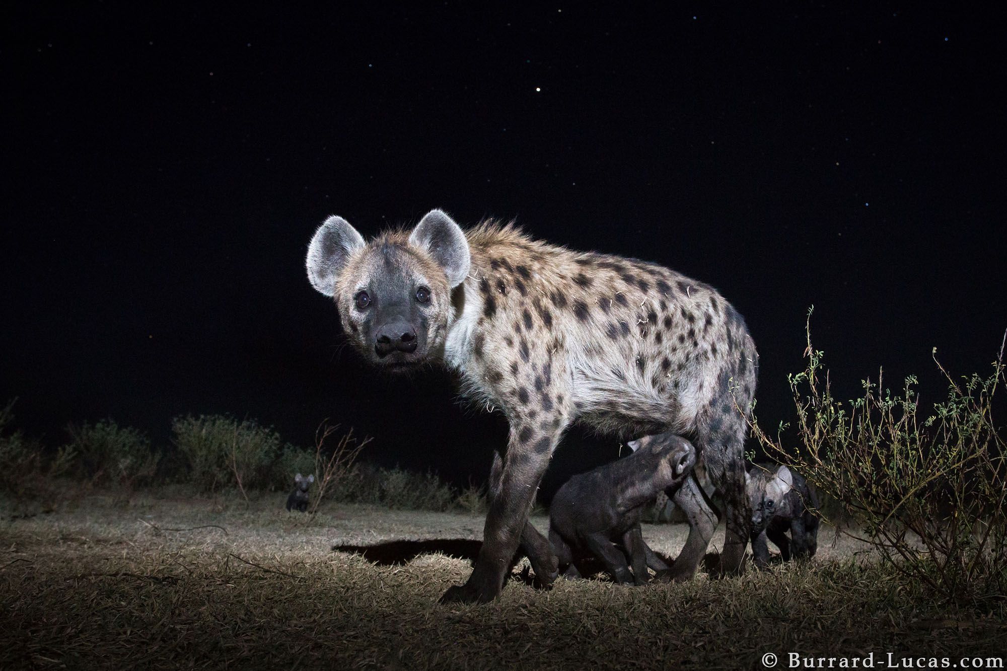 Nocne życie dzikich zwierzęt na tle rozgwieżdżonego nieba, czyli Will Burrard-Lucas i jego foto-pułapki 9