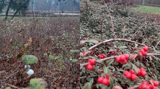 Poznań: Jesień nie odpuszcza w Parku Bambrów Poznańskich