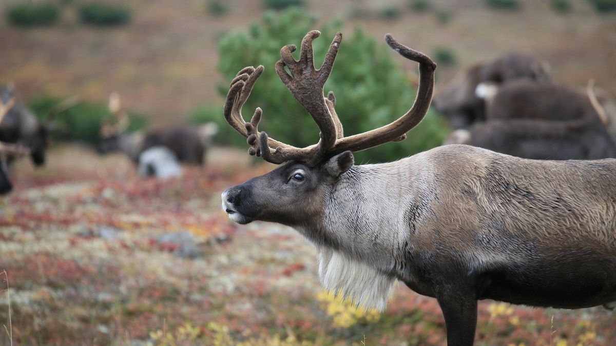 Renifery korzystają z umiejętności noktowizji