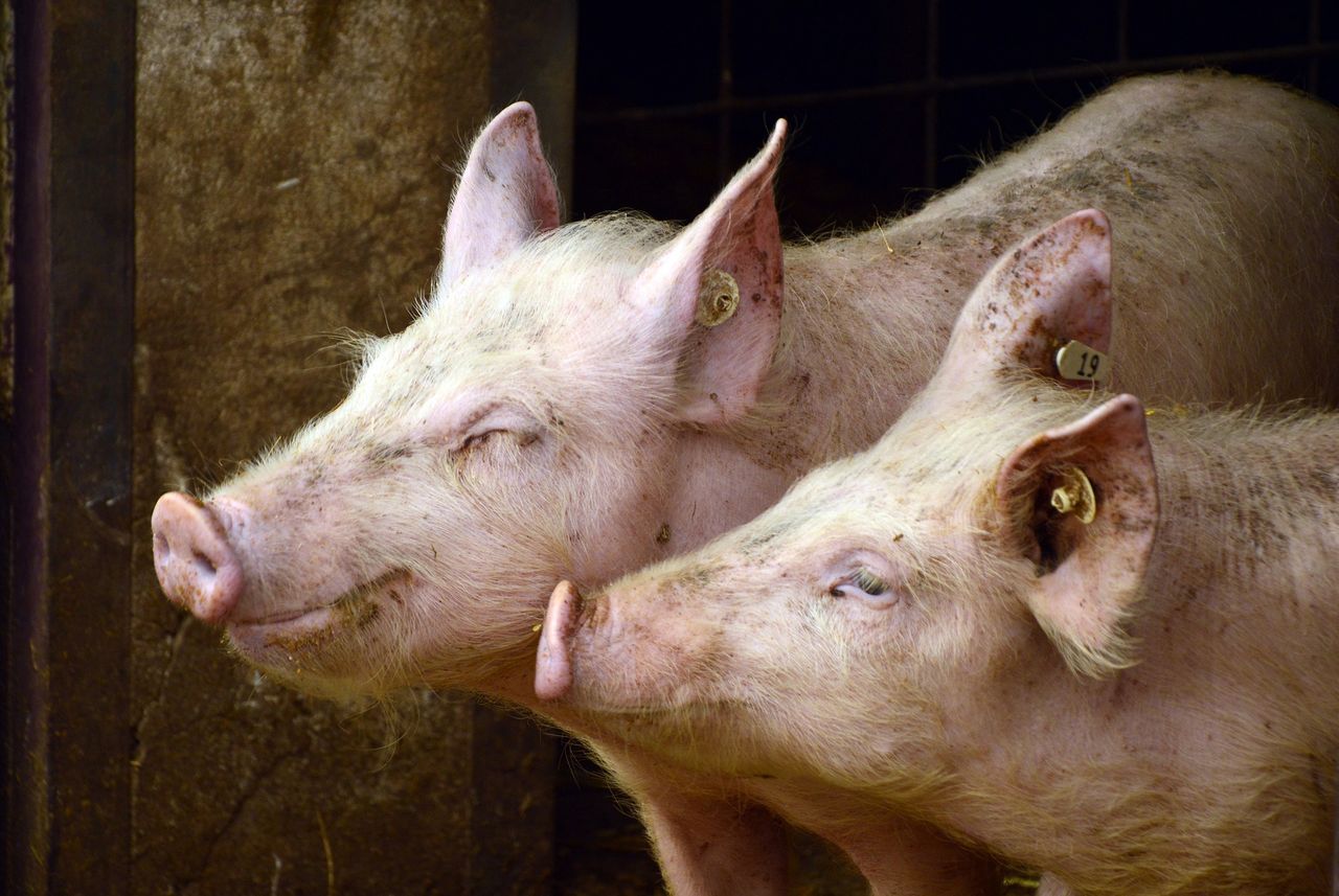 Szynka ze zmodyfikowanych genetycznie świń. Za kilka lat może trafić na nasze talerze