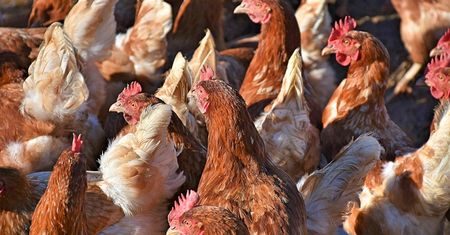 Bułgaria. Wstrzymano sprzedaż mięsa drobiowego z Polski. Było zakażone salmonellą