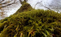 Polska rafa koralowa