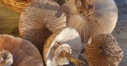 Smakują lepiej niż schabowe. Jednak zatrucie tym grzybem może być śmiertelnie groźne