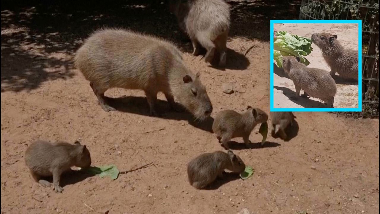 Te kapibary podbijają internet. Wszystko przez ich imiona
