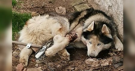 Skrajnie wycieńczony pies przywiązany do budy w Bolkowie. Na pomoc okazało się za późno