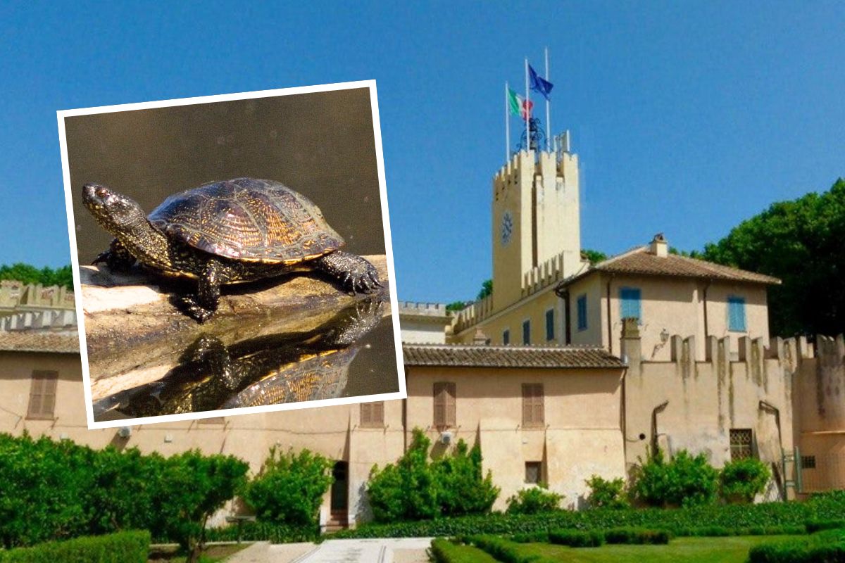 Relikt epoki lodowcowej zadomowił się wokół willi prezydenta Włoch