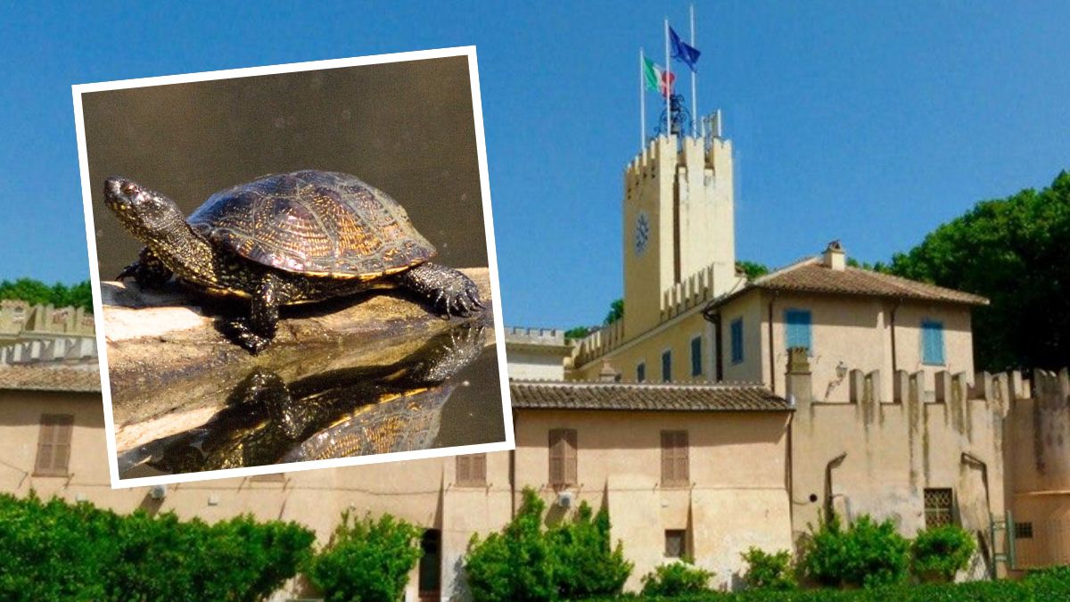 Wokół willi włoskiego prezydenta zamieszkał żółw błotny