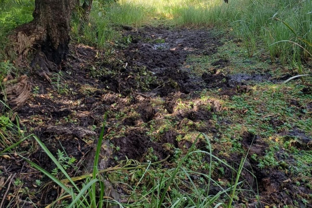 "Smutny znak czasów". Zdjęcia z lasu obiegają sieć