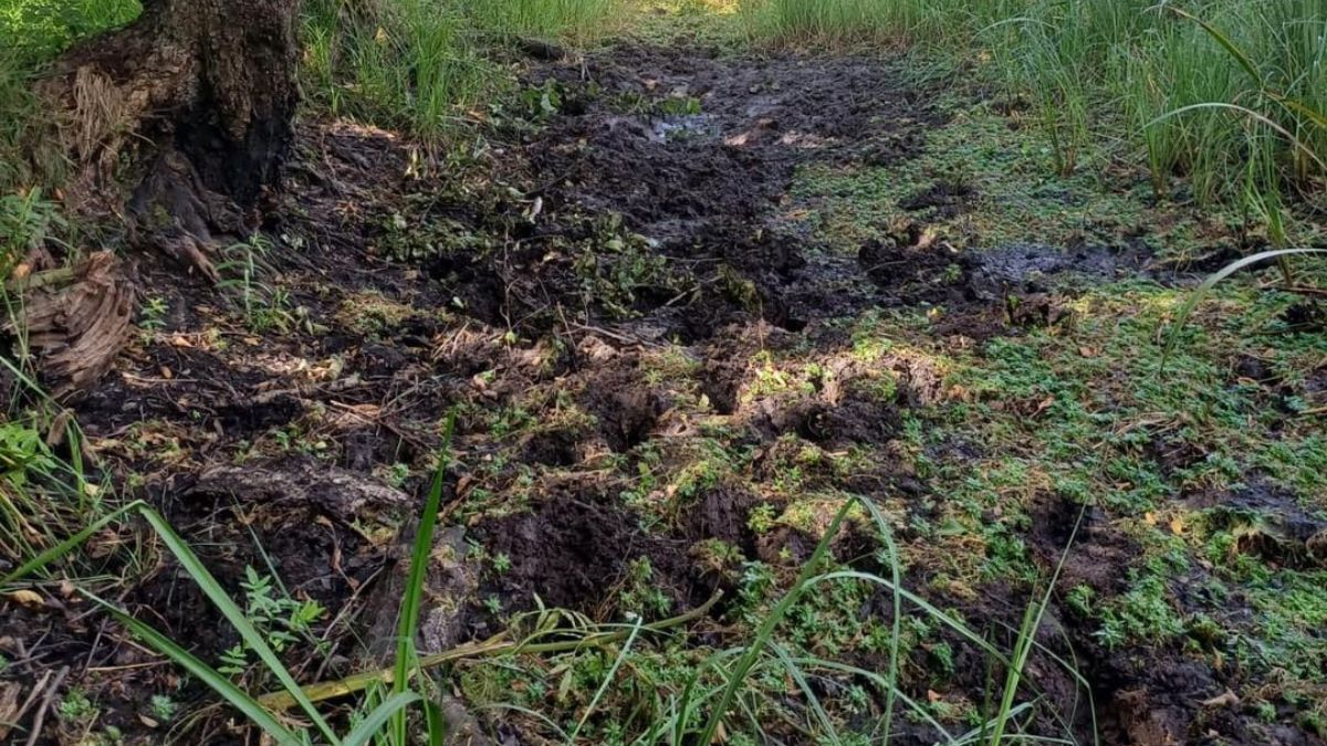 Ponury widok w Nadleśnictwie Hajnówka.