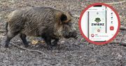 Zwierz już działa. Oznaczają dziki i odnajdują zaginione psy