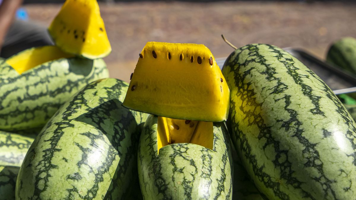 A street vendor sells yellow watermelon in a street at Dhaka, Bangladesh on August 18, 2022. (Photo by Kazi Salahuddin Razu/NurPhoto via Getty Images)