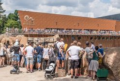 Wrocław. ZOO oblegane przez tłumy. Rekordowe wyniki