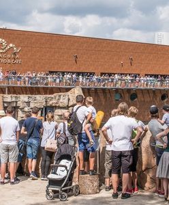Wrocław. ZOO oblegane przez tłumy. Rekordowe wyniki