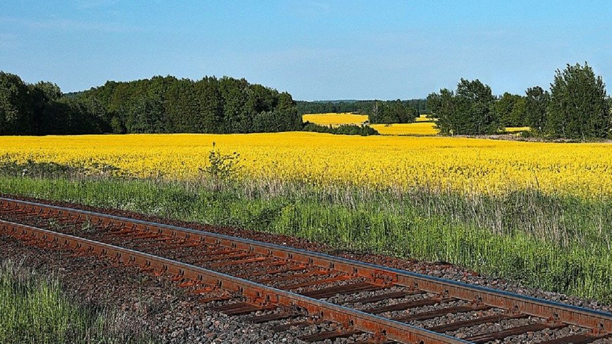 Z pola rzepaku prosto pod pociąg. Tragedia w Lubelskiem