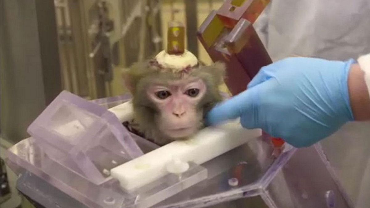 eksperymenty na małpach