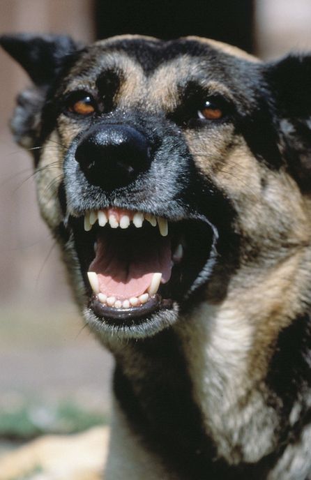 Pies zaatakował domowników. Interweniował policjant