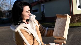 Nietoperze w ciągu nocy zjadają trzy tysiące komarów, które są utrapieniem dla ludzi. Nadleśnictwo Sławno dba o te ssaki