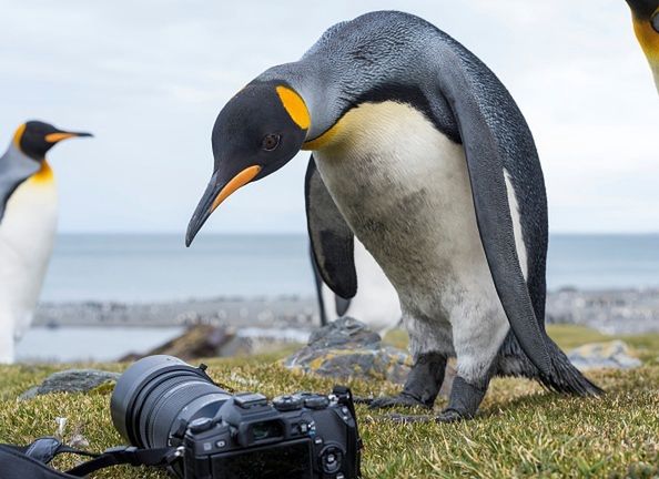 Badający pingwiny królewskie odurzyli się gazem z ich odchodów