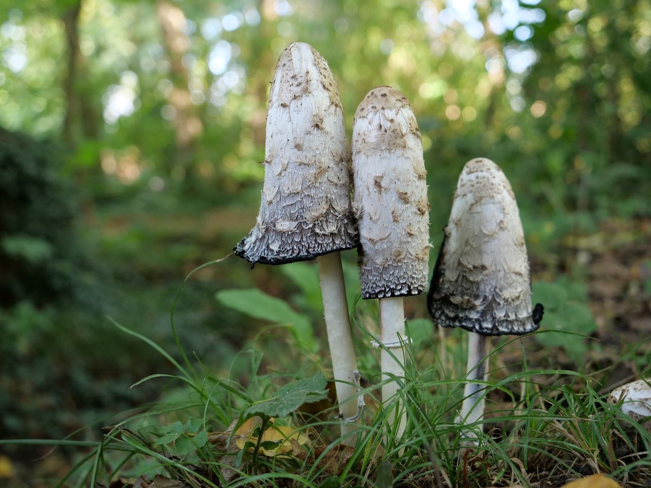 Smak tych grzybów może zadziwiać!