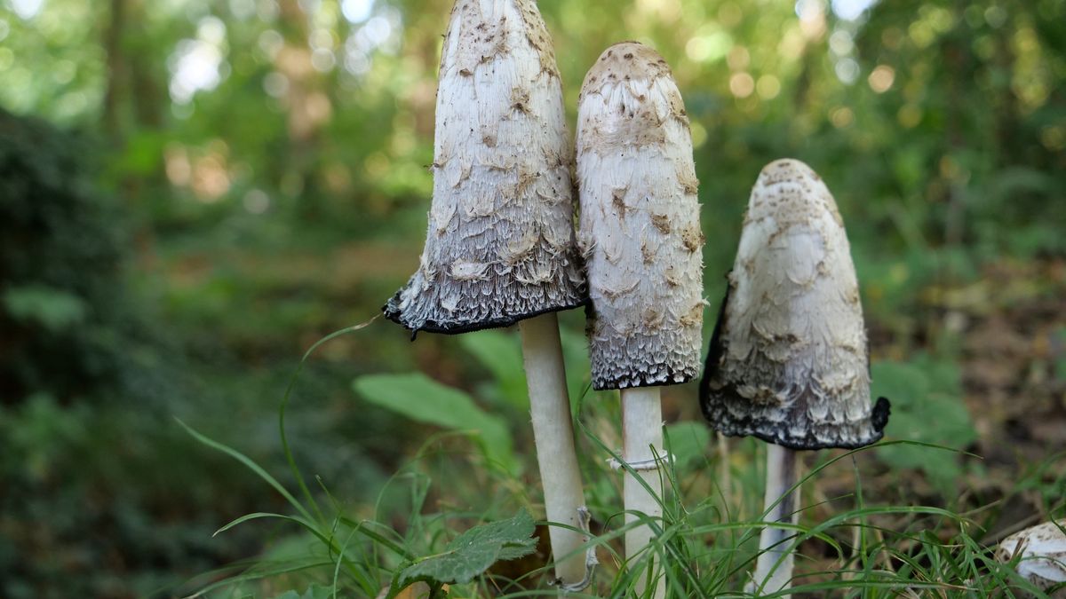 Smak tych grzybów może zadziwiać!