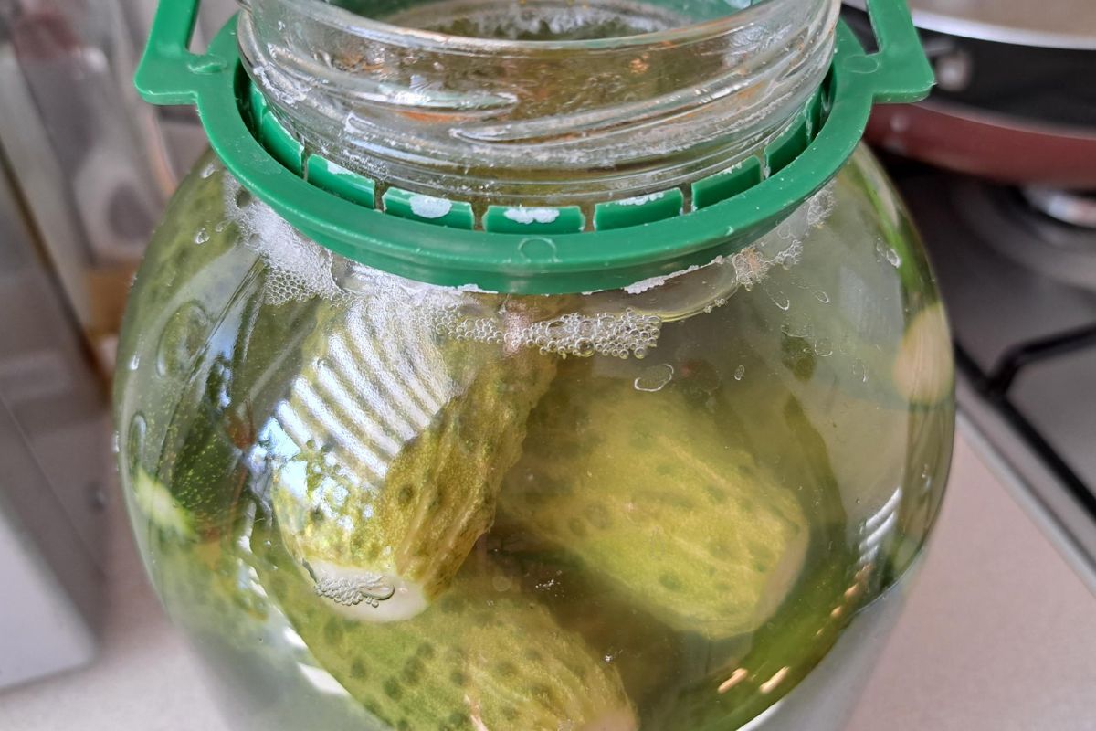 Lightly pickled cucumbers
