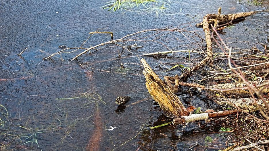Coraz mniej wody w jeziorze Niedzięgiel w Skorzęcinie