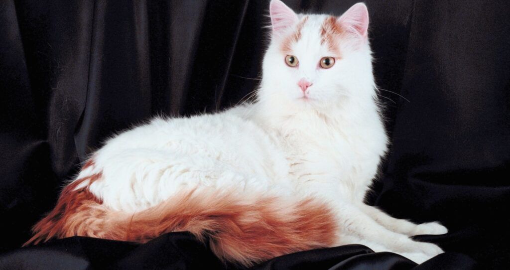 Turkish Van kot