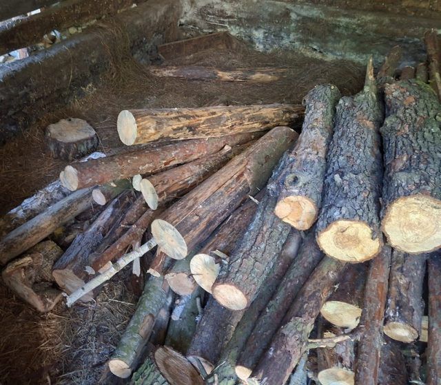 55-latek zatrzymany za kradzież niemal 30 drzew w gminie Piszczac (zdjęcia)