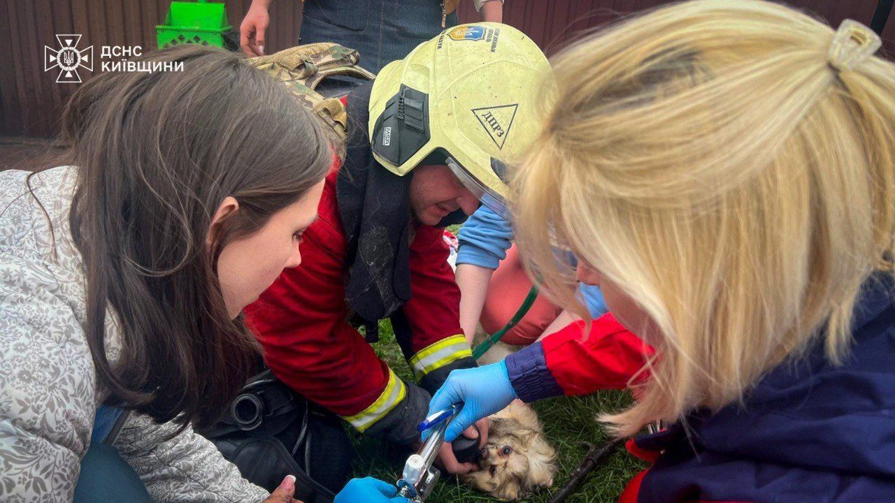 Dramat w klinice weterynaryjnej. Rosjanie zaatakowali obwód kijowski