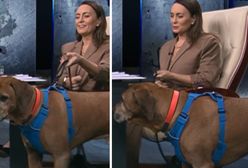 Pies w studiu TVN. "Chodź malutki"