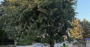 Warszawa: Kłótnia o starą gruszę