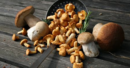 Nie wszyscy powinni jeść grzyby. Kiedy lepiej tego nie robić?