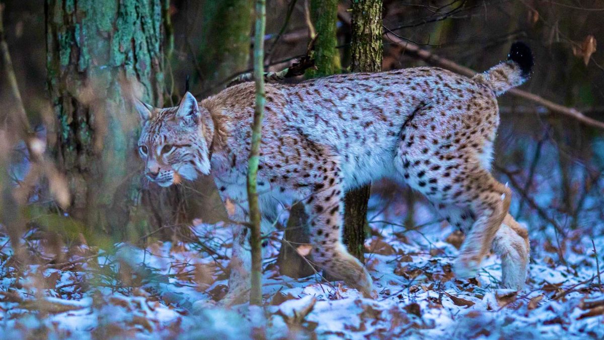 Ryś w lasach na granicy Nadleśnictwa Lutówko (woj. kujawsko-pomorskie) i Nadleśnictwa Złotów (woj wielkopolskie)  