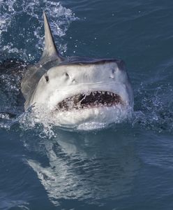 Rekin ugryzł surfera w twarz. Turyści rzucili się do pomocy