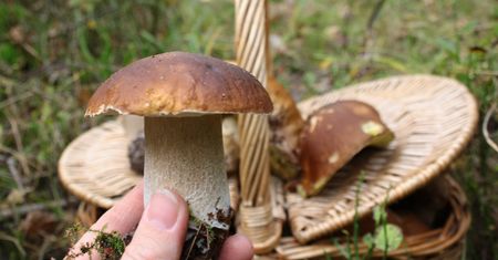 Pojawiły się pierwsze borowiki. Po deszczach wysyp grzybów w niektórych częściach Polski