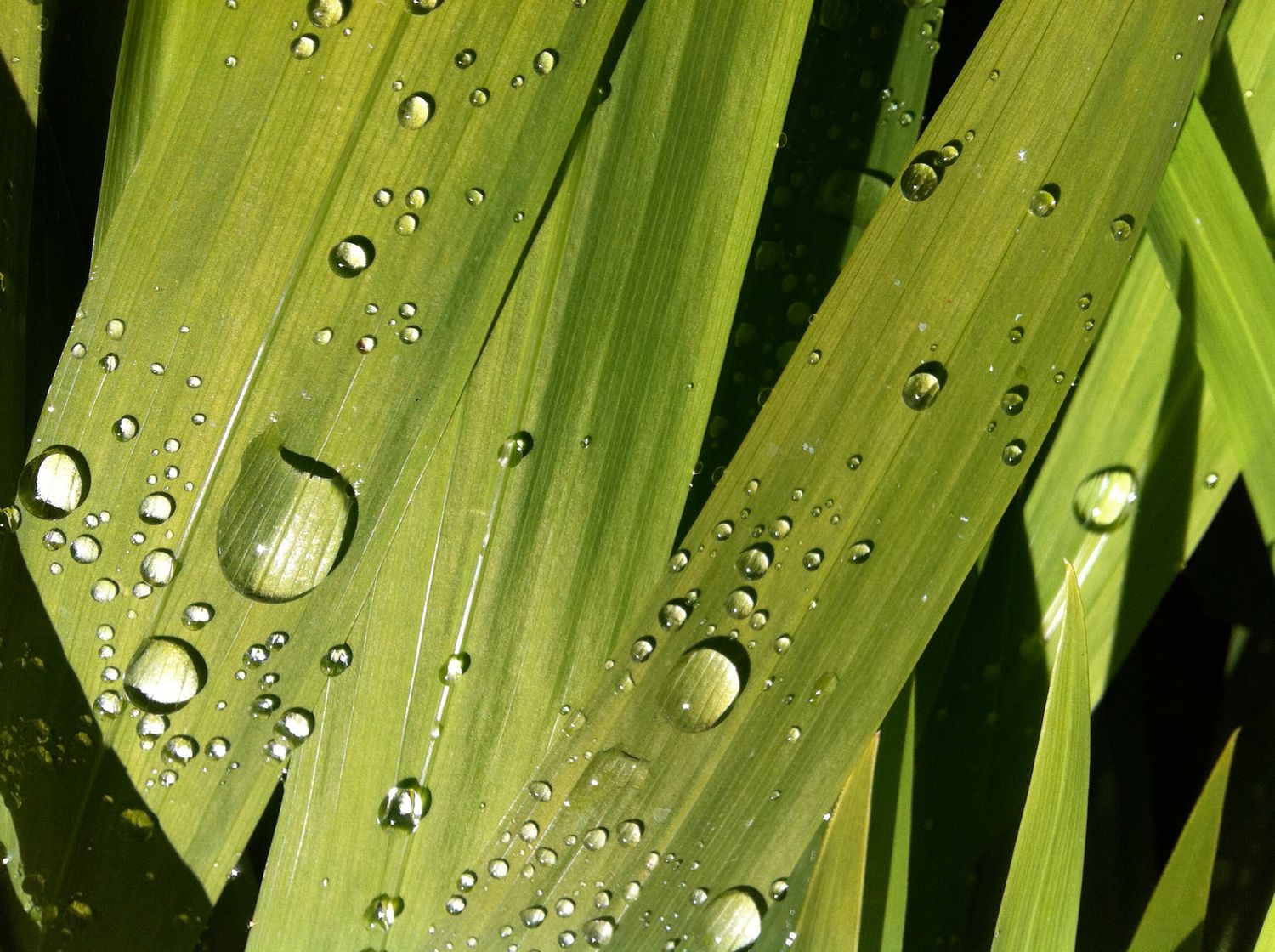 Prawdziwe zdjęcia i wideo pochodzące z iPhone'a 4 4