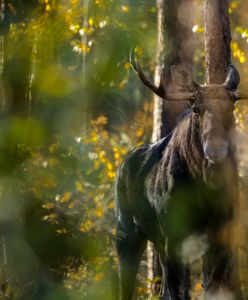 Motocyklista wjechał w łosia. Tragedia na drodze