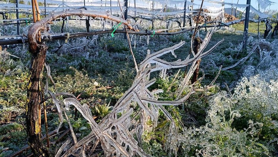 Przymrozki w Polsce. Winnica z Gorzowa Wlk. po przejściu ujemnych temperatur. Lodowa skorupa po zraszaniu roślin ma chronić je przed przemrożeniem