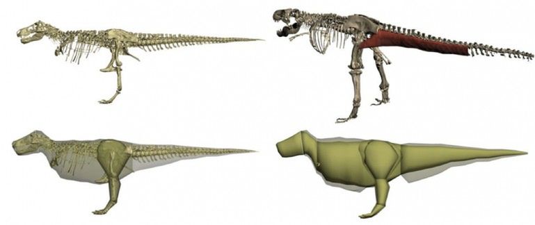 Tyrannosaurus rex był znacznie większy niż myśleliśmy 2