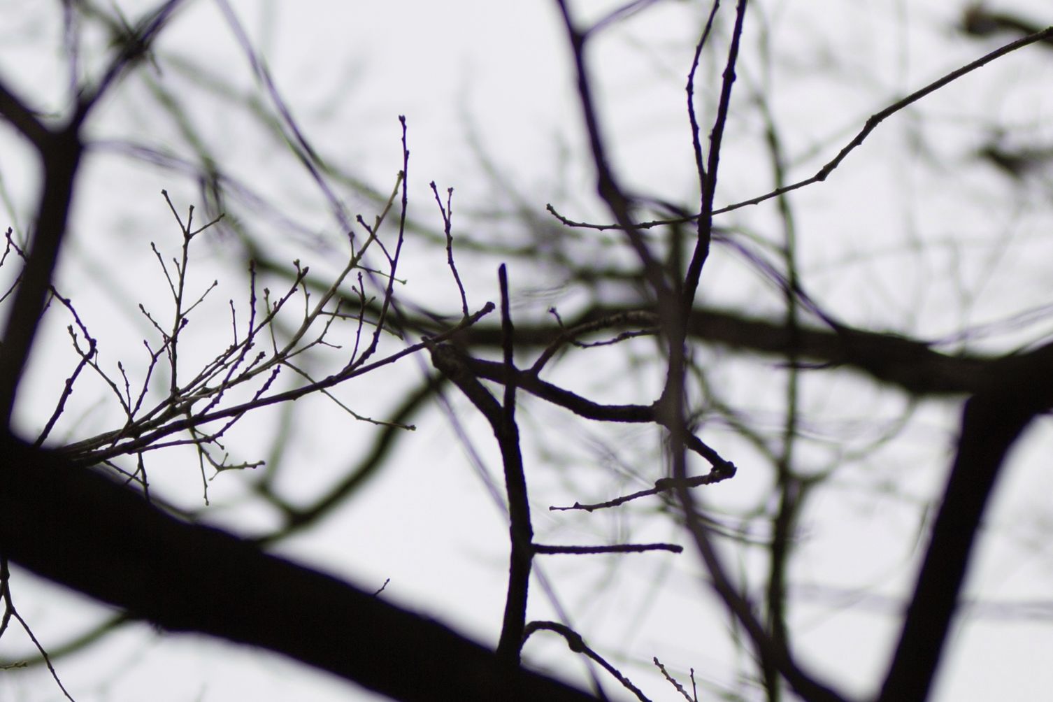 Tamron SP 85 mm f/1.8 Di VC USD - dobra, stabilizowana portretówa [recenzja] 19