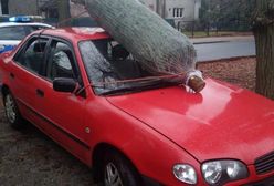 Na oślep z choinką. Policja myślała, że auto porusza się samo