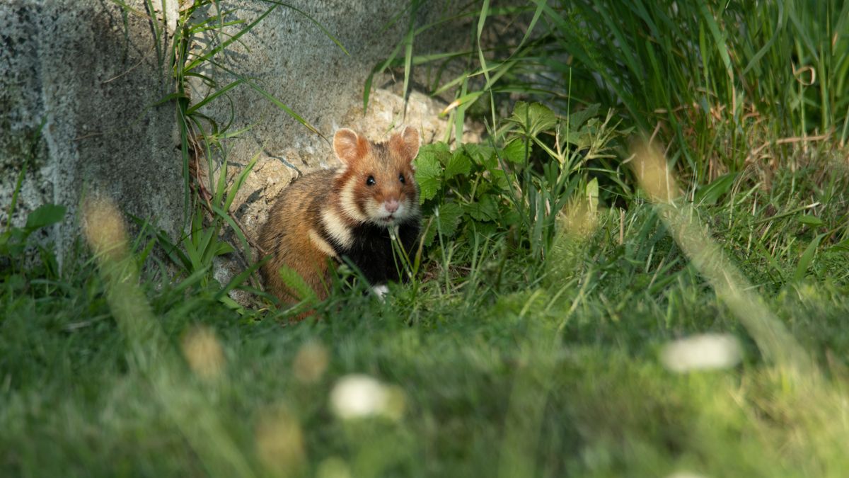 Chomik europejski jest gatunkiem zagrożonym wyginięciem 