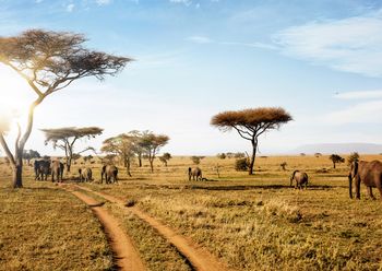 Polscy archeolodzy w Serengeti. "Pierwsze badania na tak dużą skalę"