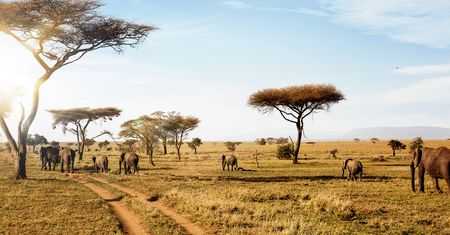 Polscy archeolodzy w Serengeti. "Pierwsze badania na tak dużą skalę"
